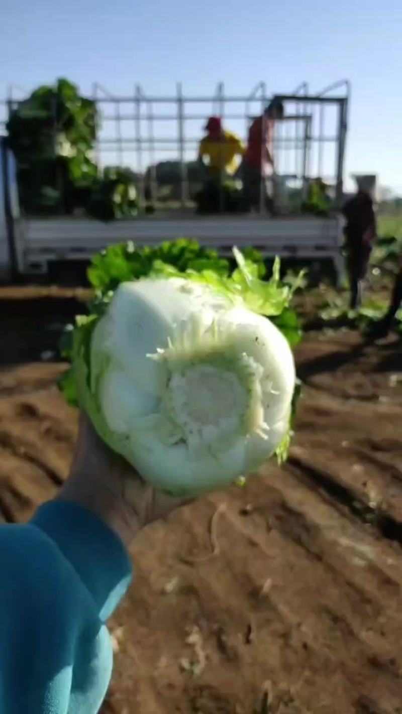 竹筒菜火筒菜长菜麻叶青青明菜