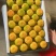 特早蜜桔，己上市，果皮细腻，产地直供，提供洗果，打腊，