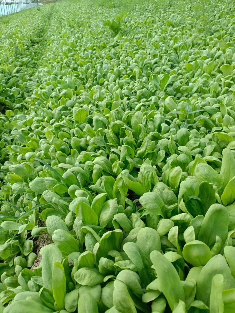 江苏精品大叶茼蒿菊花菜