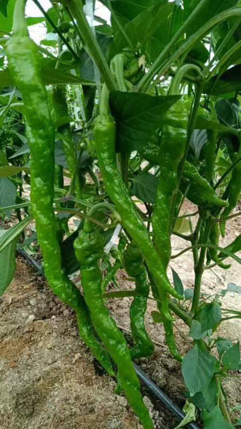 江西宁都软皮螺丝椒（中拢）新苗37/94万亩大棚种植基地