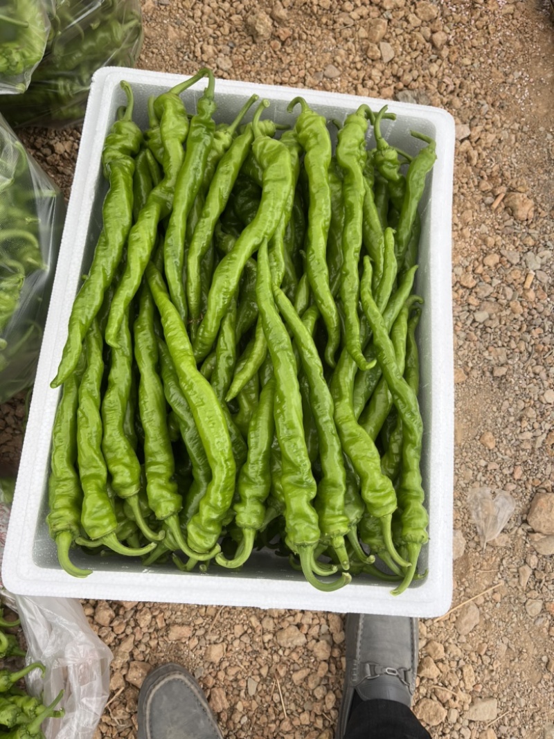 江西宁都软皮螺丝椒（中拢）新苗37/94万亩大棚种植基地