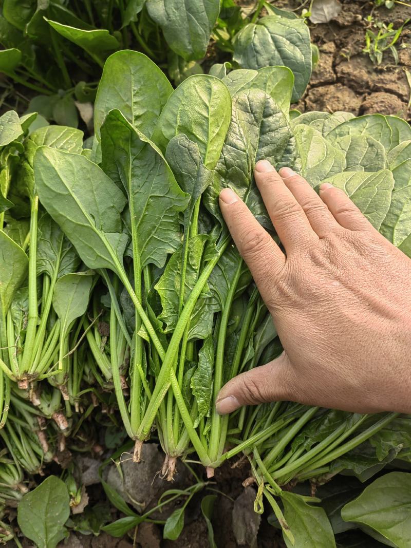 精品基地大叶菠菜，叶绿，工人手工一级棒，代发全国市场