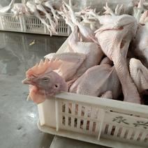 579小公鸡，风干鸡，烧鸡，熏鸡，盐焗鸡等，工厂直发。