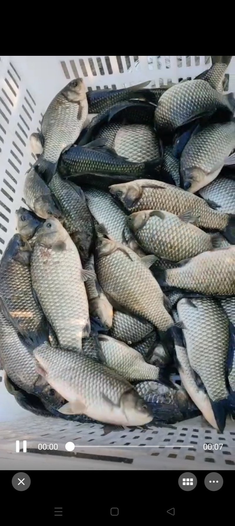食用鲫鱼
