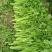 夏邑芹菜西芹大量上市中，大棚蔬菜产地直发量大从优一手货源