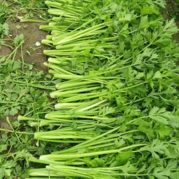 夏邑芹菜西芹大量上市中，大棚蔬菜产地直发量大从优一手货源