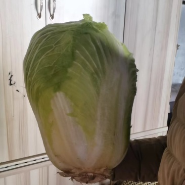 冬储白菜