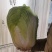 冬储白菜