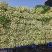 夏邑芹菜西芹大量上市中，大棚蔬菜产地直发量大从优一手货源