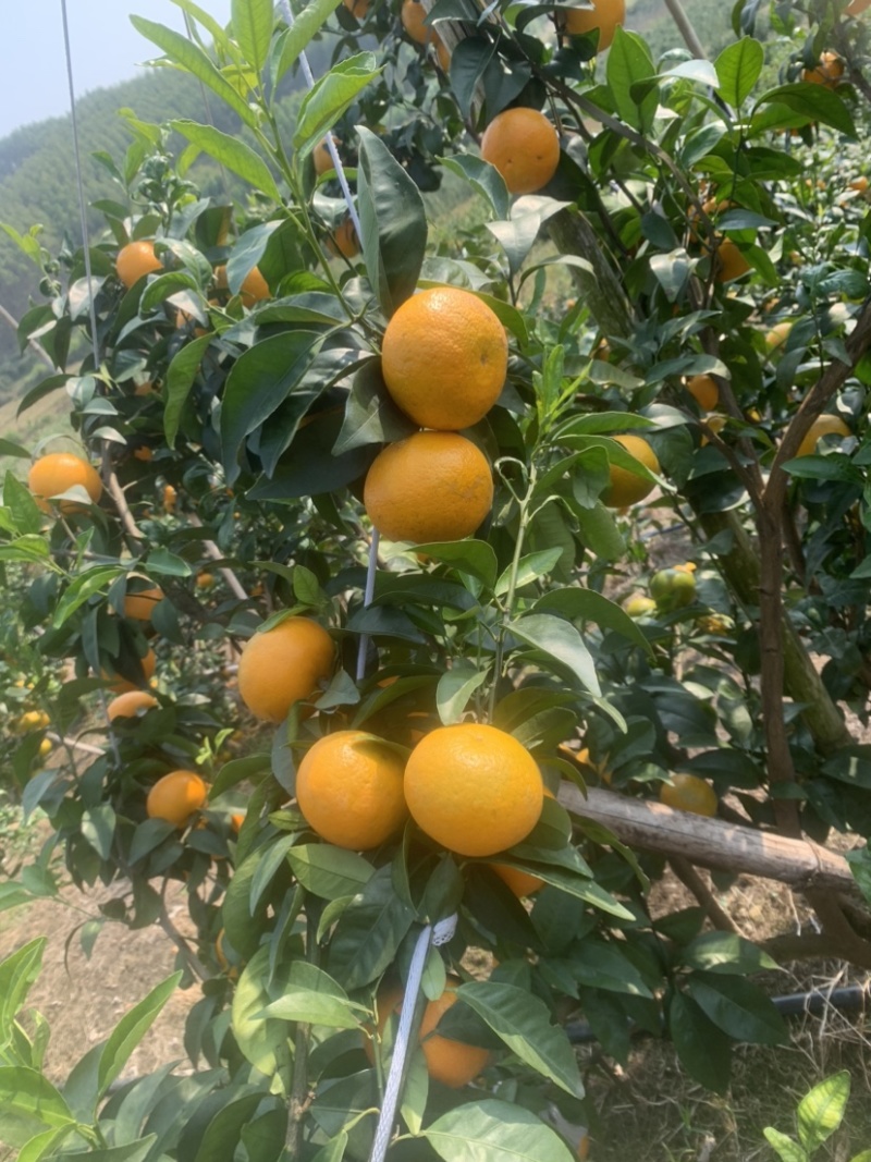 武呜沃柑