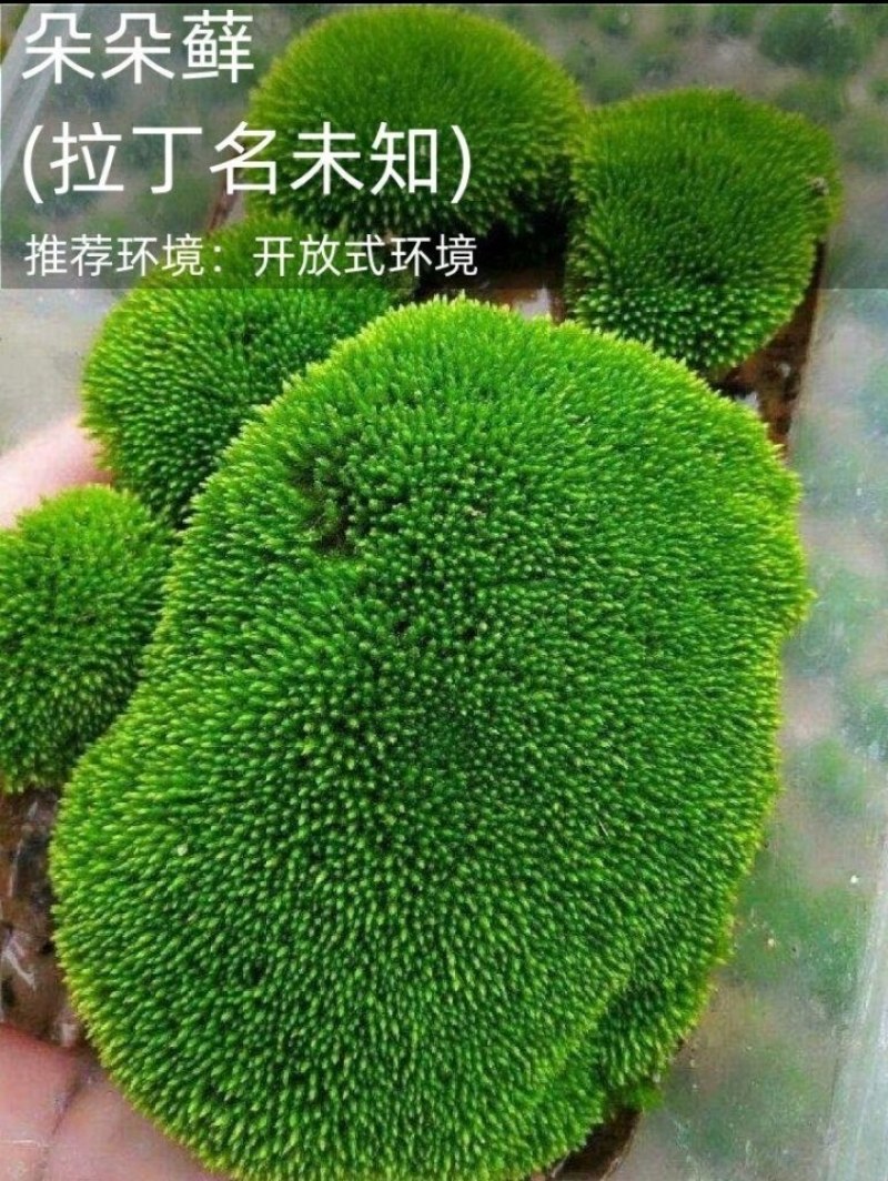 优质苔藓青苔微景观公园造景必备提供技术