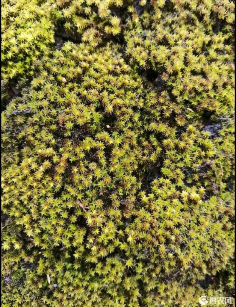 优质苔藓青苔微景观公园造景必备提供技术