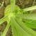 优质榨菜（大头菜）货源充足，价格美丽！欢迎订购