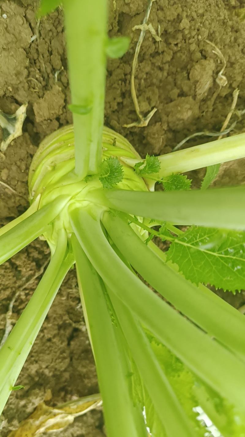 优质榨菜（大头菜）货源充足，价格美丽！欢迎订购