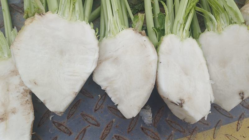 优质榨菜（大头菜）货源充足，价格美丽！欢迎订购