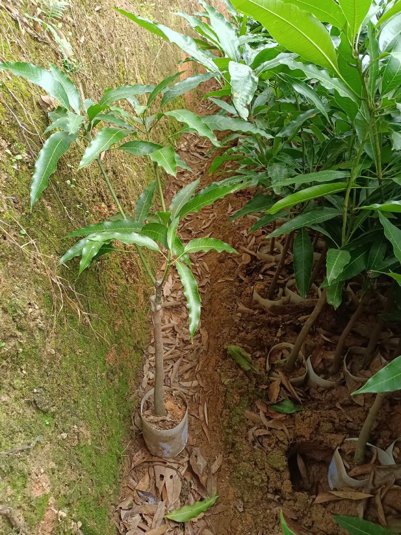 桂七芒果苗香芒苗，嫁接苗，苗子漂亮