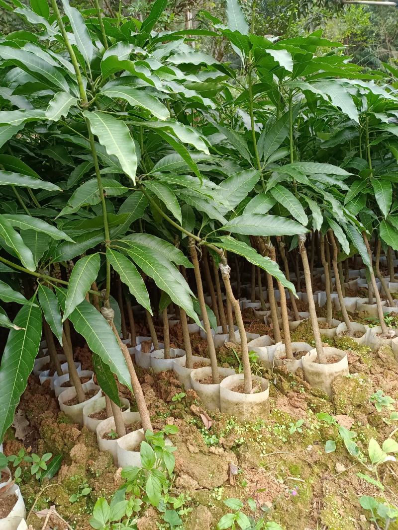 桂七芒果苗香芒苗，嫁接苗，苗子漂亮