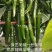 美辣华之秀一号辣椒种子羊角椒种子辣味香浓肉厚脆无渣特高产