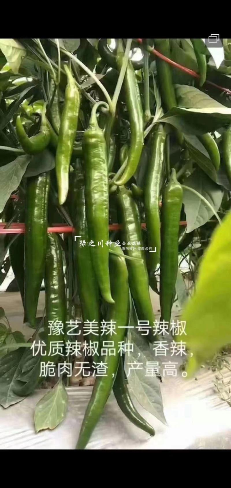 美辣华之秀一号辣椒种子羊角椒种子辣味香浓肉厚脆无渣特高产