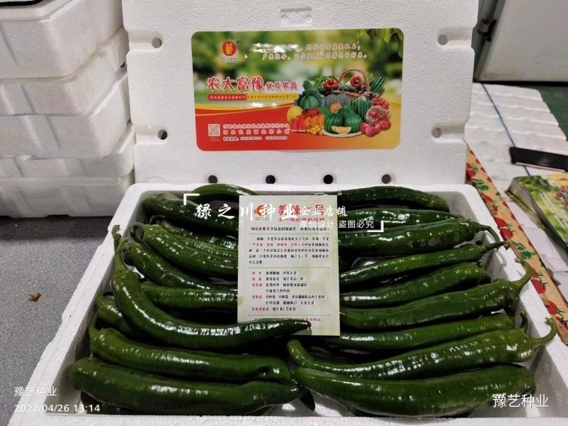 美辣华之秀一号辣椒种子羊角椒种子辣味香浓肉厚脆无渣特高产