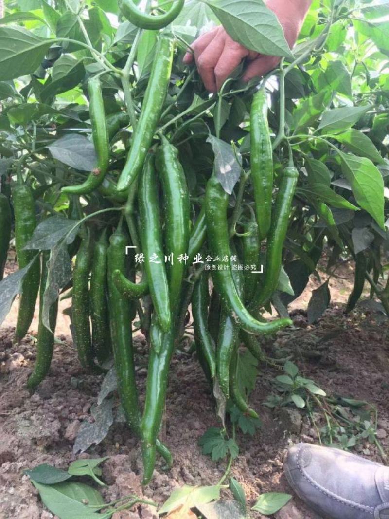 美辣华之秀一号辣椒种子羊角椒种子辣味香浓肉厚脆无渣特高产