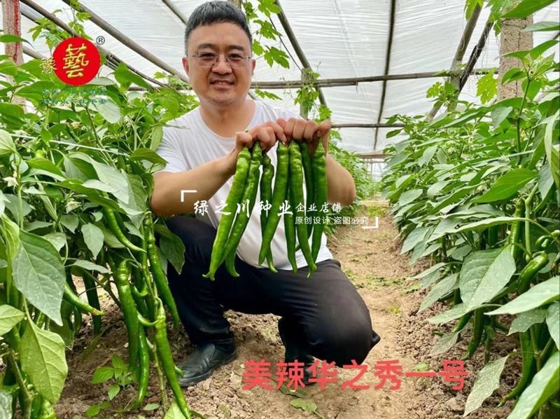 美辣华之秀一号辣椒种子羊角椒种子辣味香浓肉厚脆无渣特高产
