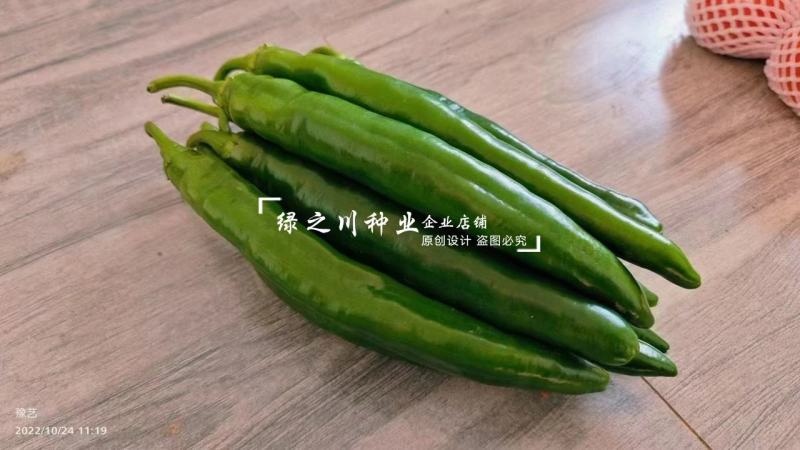 美辣华之秀一号辣椒种子羊角椒种子辣味香浓肉厚脆无渣特高产