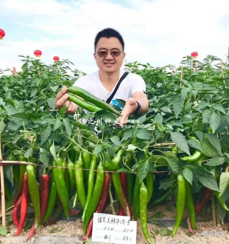 美辣华之秀一号辣椒种子羊角椒种子辣味香浓肉厚脆无渣特高产