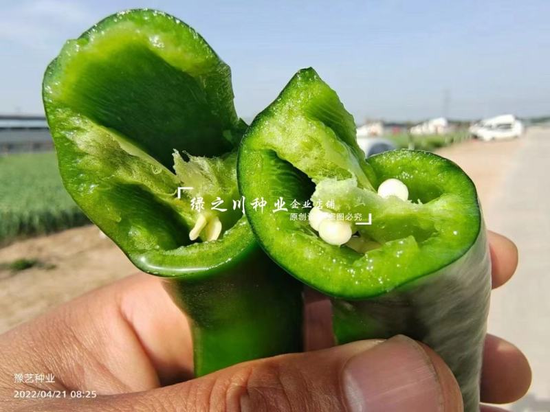 美辣华之秀一号辣椒种子羊角椒种子辣味香浓肉厚脆无渣特高产