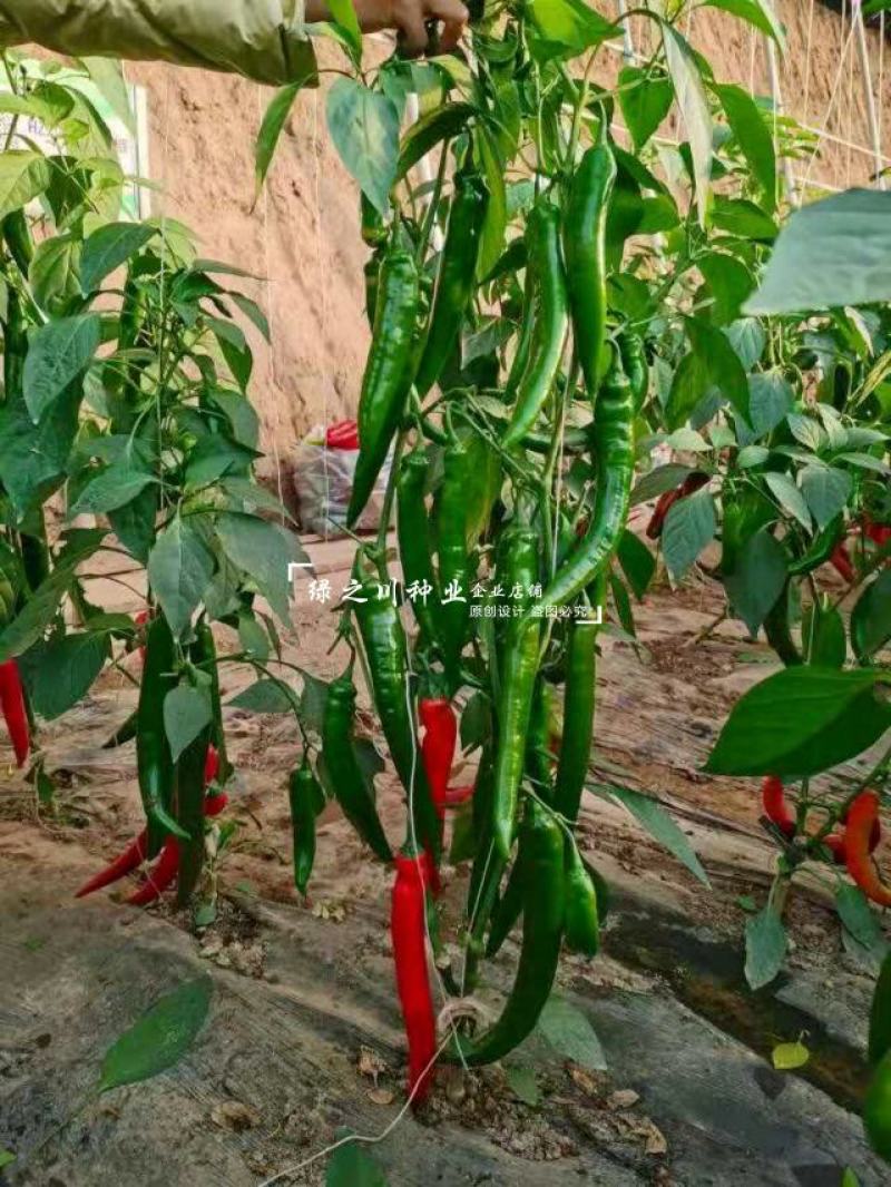 美辣华之秀一号辣椒种子羊角椒种子辣味香浓肉厚脆无渣特高产
