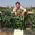 美辣华之秀一号辣椒种子羊角椒种子辣味香浓肉厚脆无渣特高产