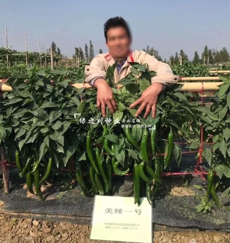 美辣华之秀一号辣椒种子羊角椒种子辣味香浓肉厚脆无渣特高产