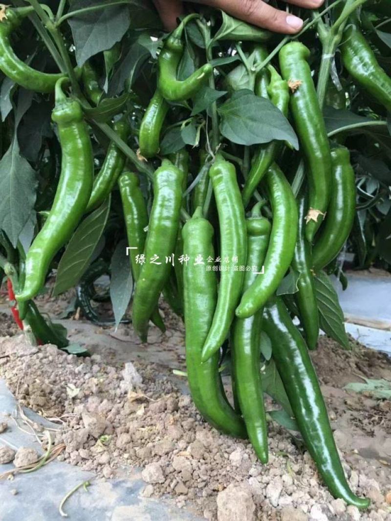 美辣华之秀一号辣椒种子羊角椒种子辣味香浓肉厚脆无渣特高产