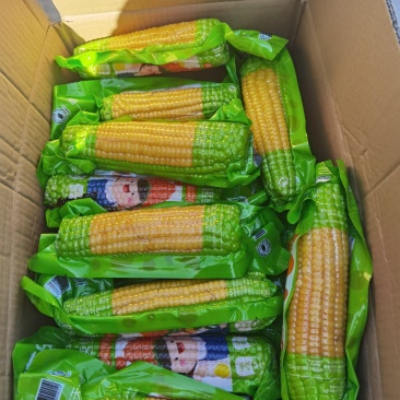精品大棒黄玉米