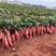 山东省邹城市各种红薯苗大量供应，产地直销，