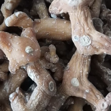 黄精干货，高杆黄精鸡头黄精，老虎姜，无硫烘干质量保证！