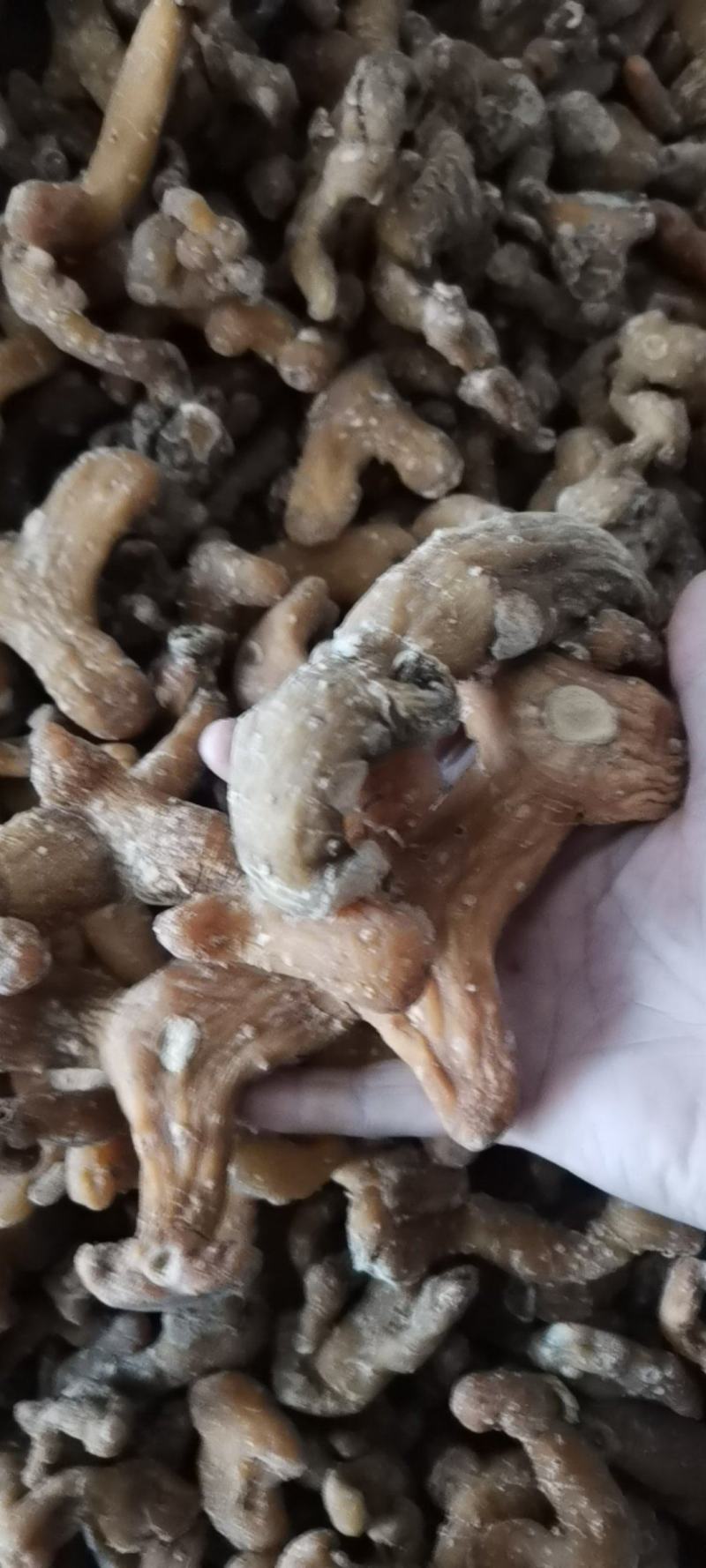 黄精干货，高杆黄精鸡头黄精，老虎姜，无硫烘干质量保证！