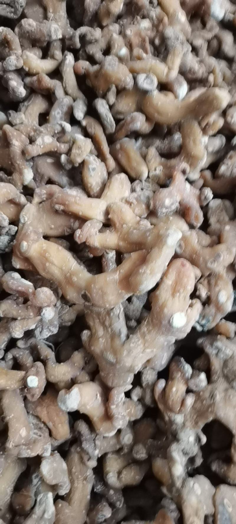 黄精干货，高杆黄精鸡头黄精，老虎姜，无硫烘干质量保证！