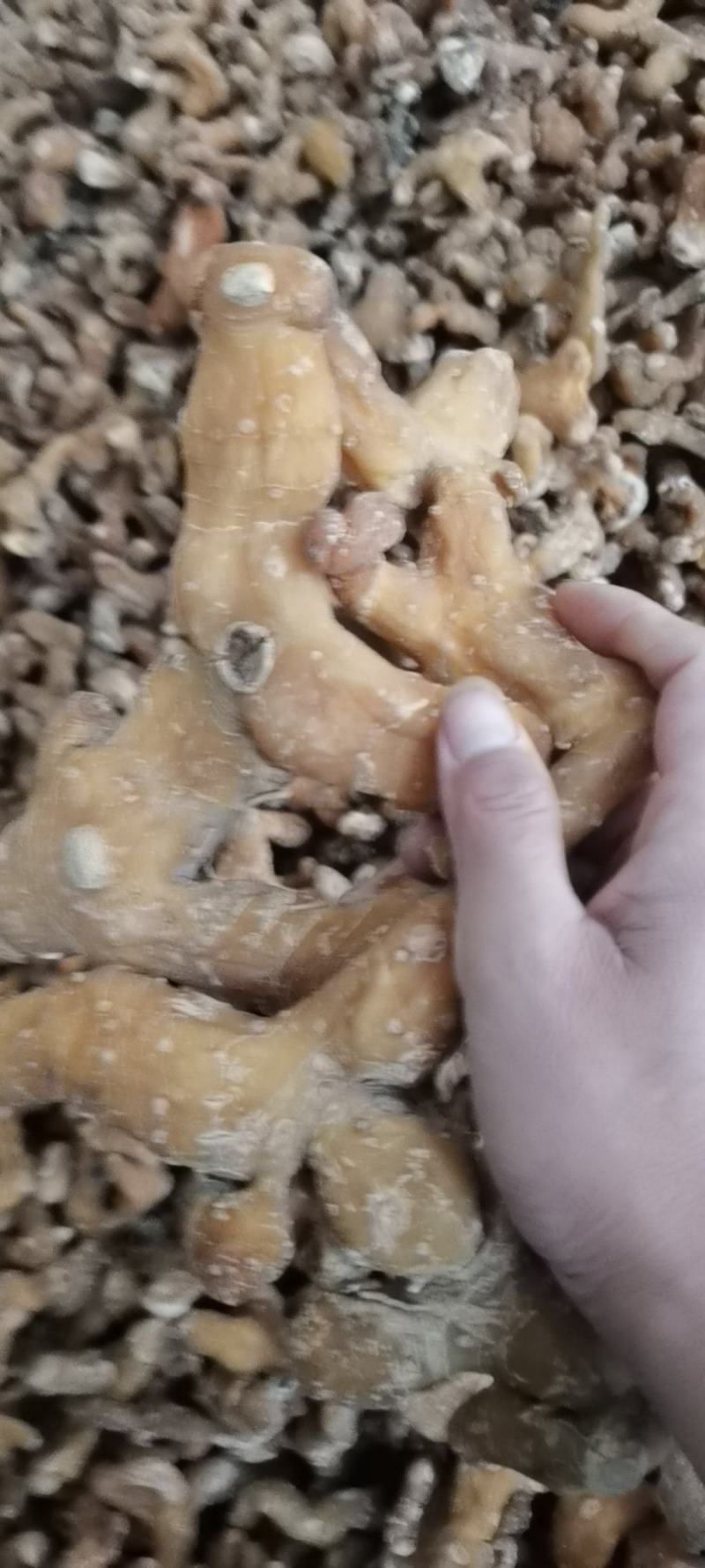 黄精干货，高杆黄精鸡头黄精，老虎姜，无硫烘干质量保证！