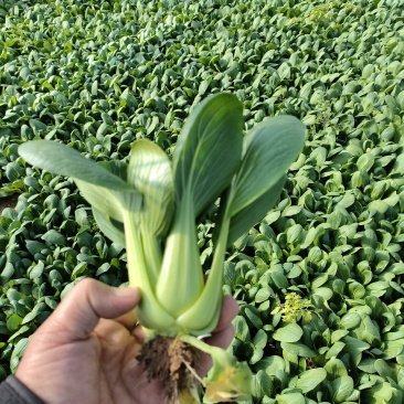 油菜上海青叶菜类大量有货全国可发欢迎联系量大从优