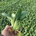 油菜上海青叶菜类大量有货全国可发欢迎联系量大从优