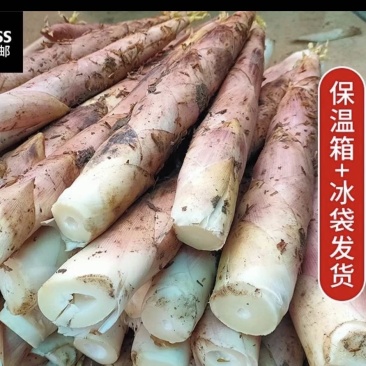建瓯谷糠雷竹笋社区团购商超对接物流方便可整车或者