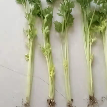 香芹大量现货60厘米保证质量