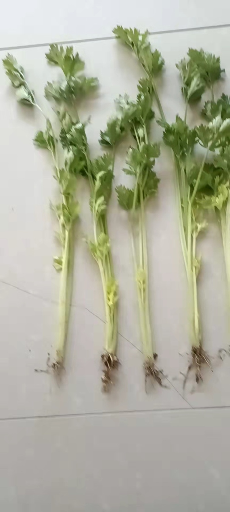 香芹大量现货60厘米保证质量