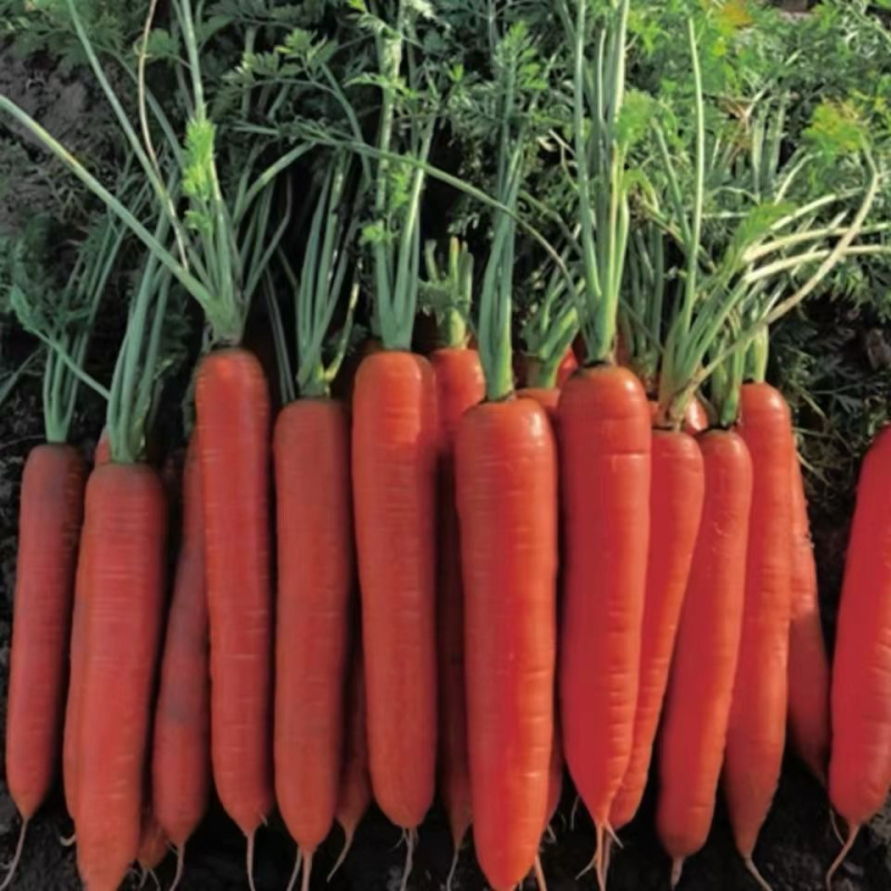 精品胡萝卜🥕大量现货价格便宜保证质量