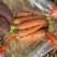 精品胡萝卜🥕大量现货价格便宜保证质量