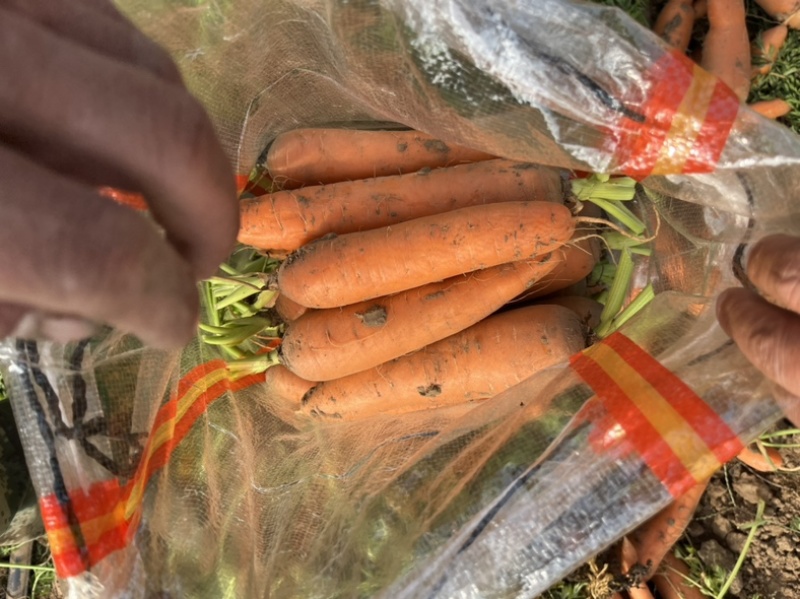 精品胡萝卜🥕大量现货价格便宜保证质量