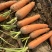 精品胡萝卜🥕大量现货价格便宜保证质量