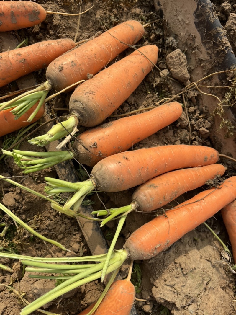 精品胡萝卜🥕大量现货价格便宜保证质量