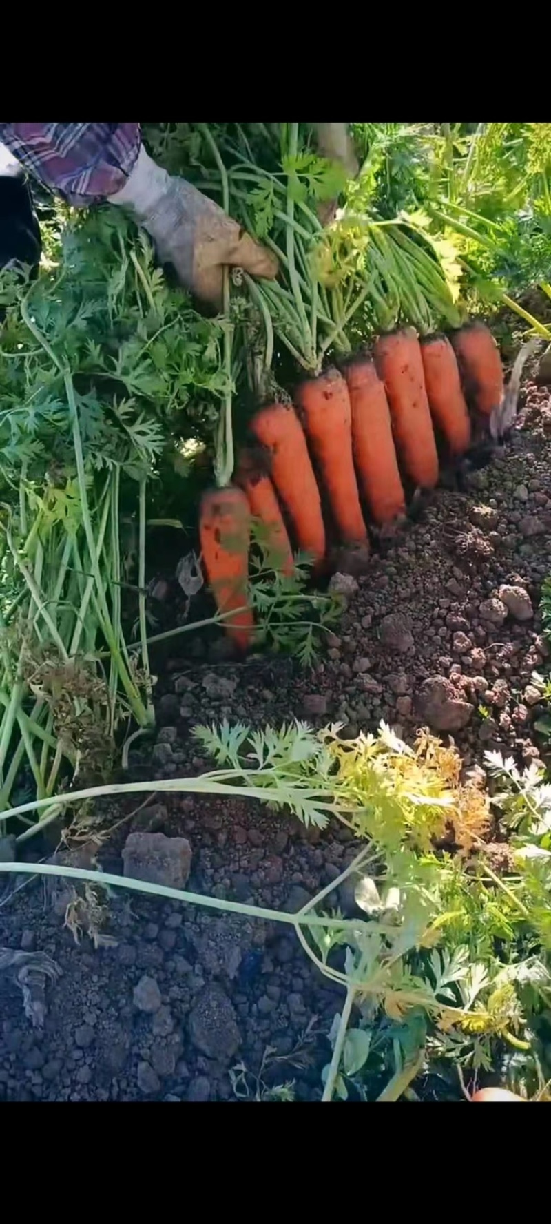 精品胡萝卜🥕大量现货价格便宜保证质量